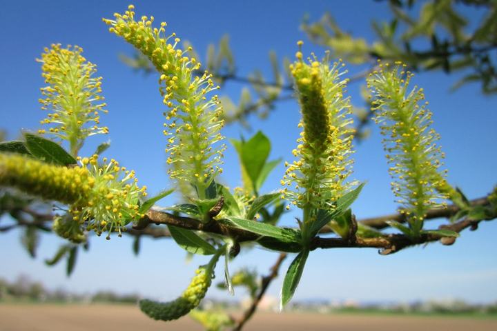 Salix-Alba-1.jpg