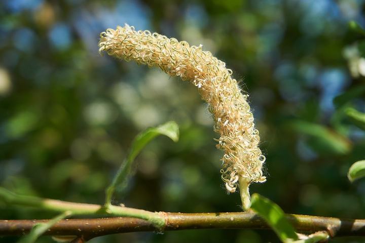 Salix-Cinerea-2.jpg