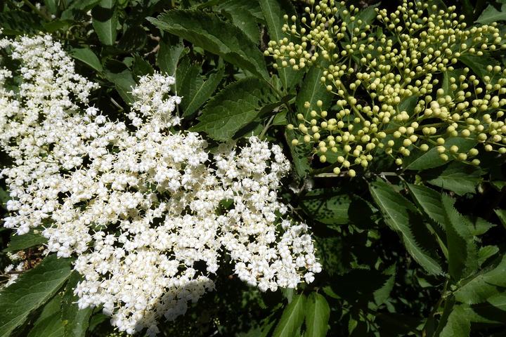 Sambucus-nigra.jpg