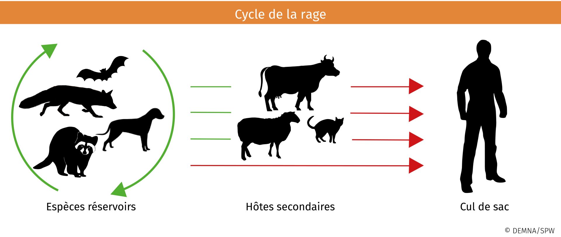 Cycle De Vie Du Virus De La Rage 📍 Cycle De Multiplication Des