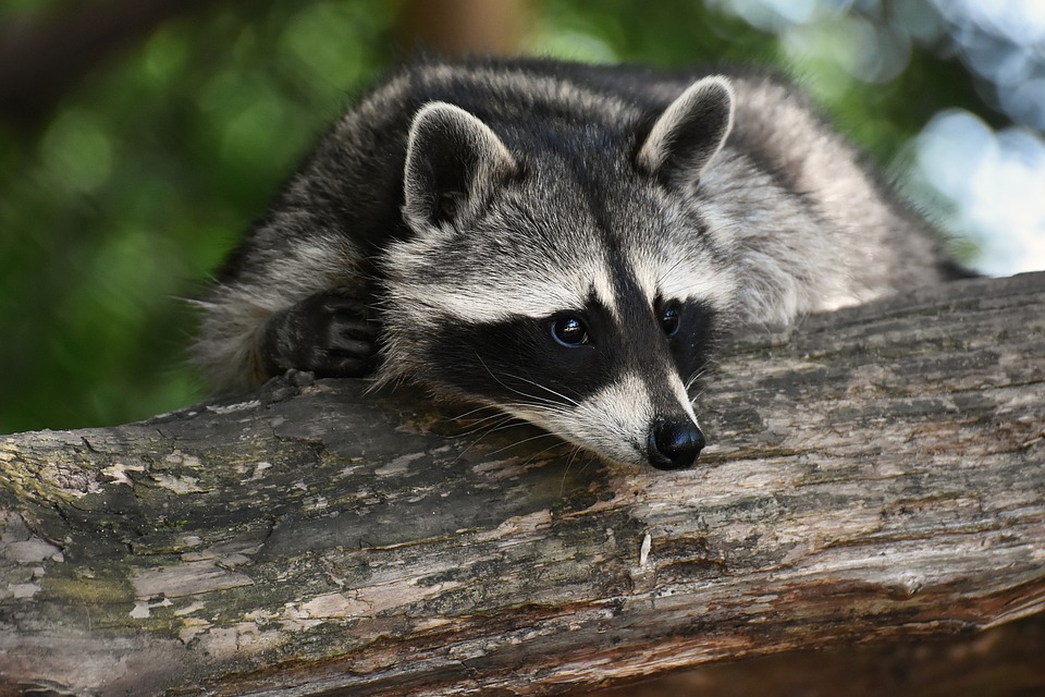 Adoptons les bons les réflexes face aux espèces exotiques envahissantes