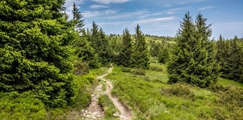 Nature et Forêts