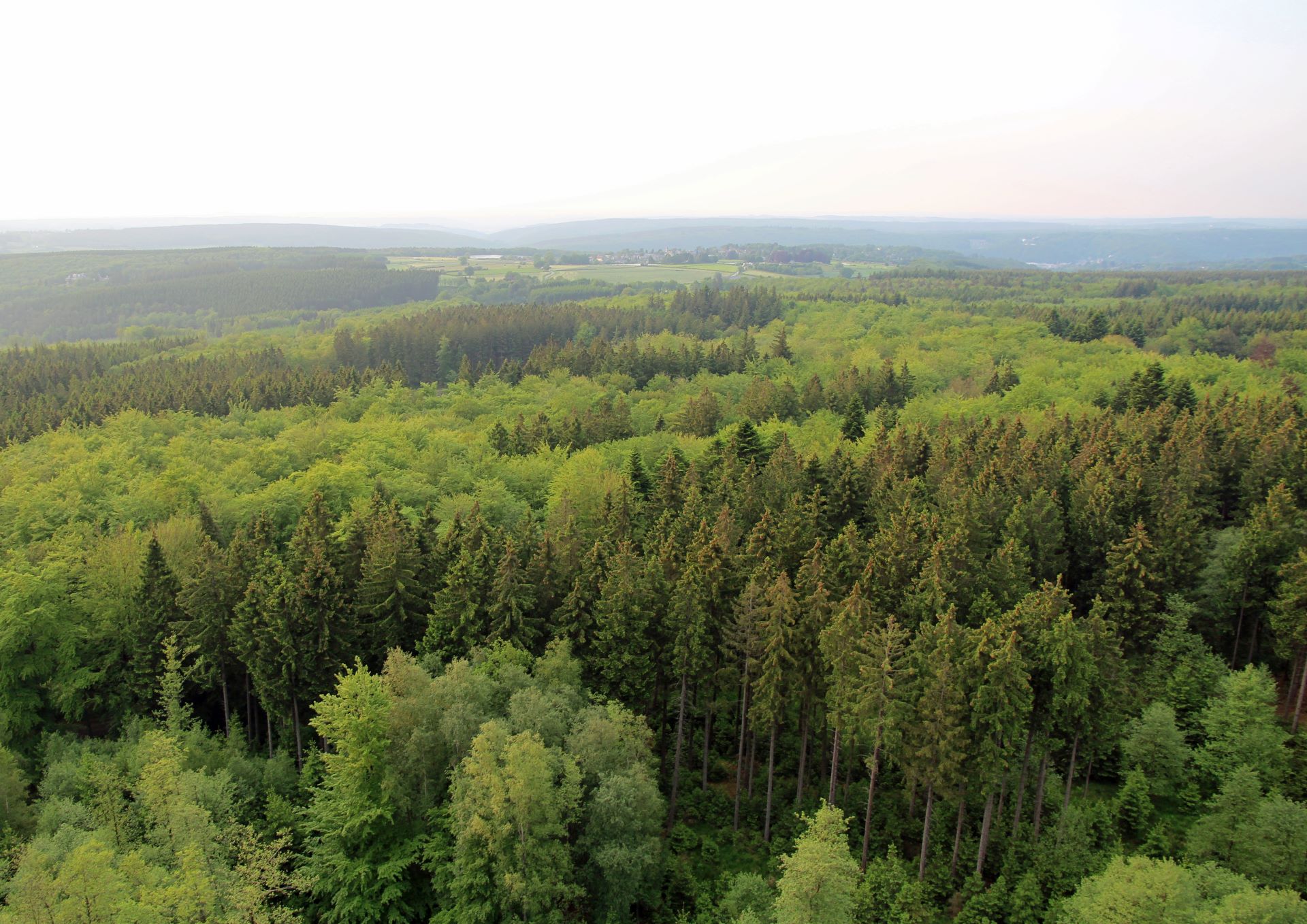vue_haute_foret.jpg