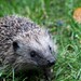Le hérisson dans nos jardins : un allié à protéger