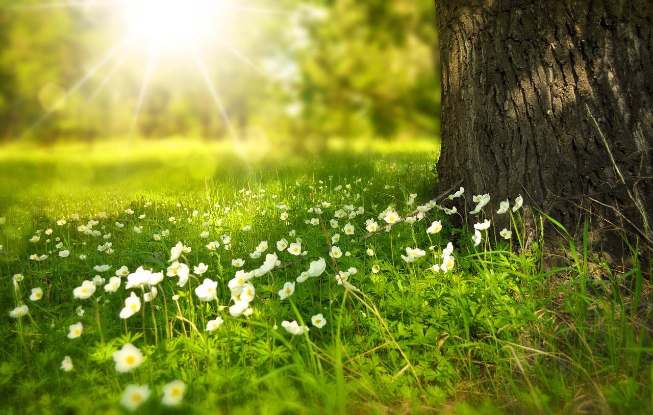 Nature_bannière.jpg