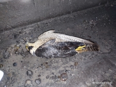 grippe aviaire 3.jpg