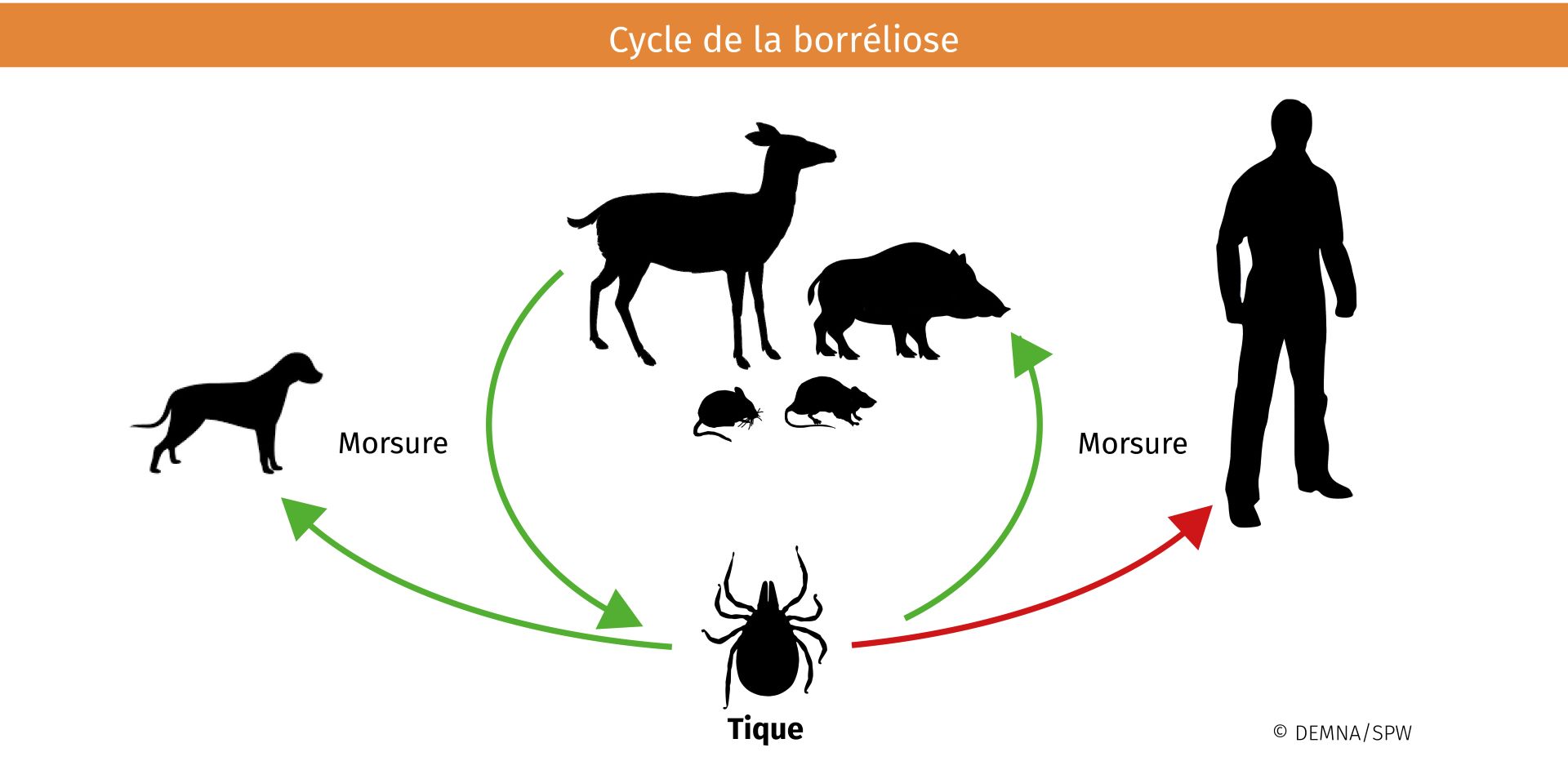 Cycle borréliose.jpg