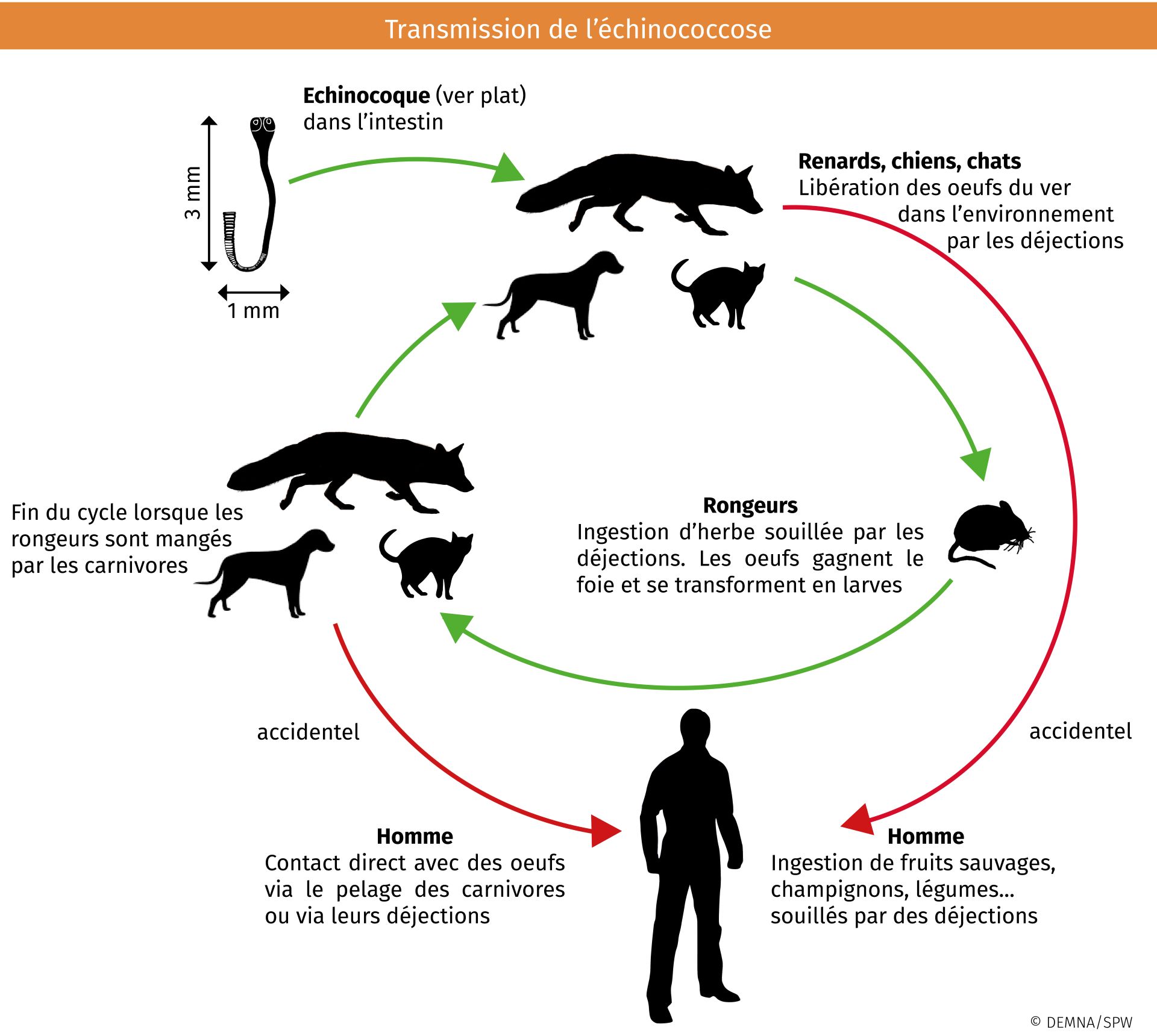 Echinococcose_transmission.jpg