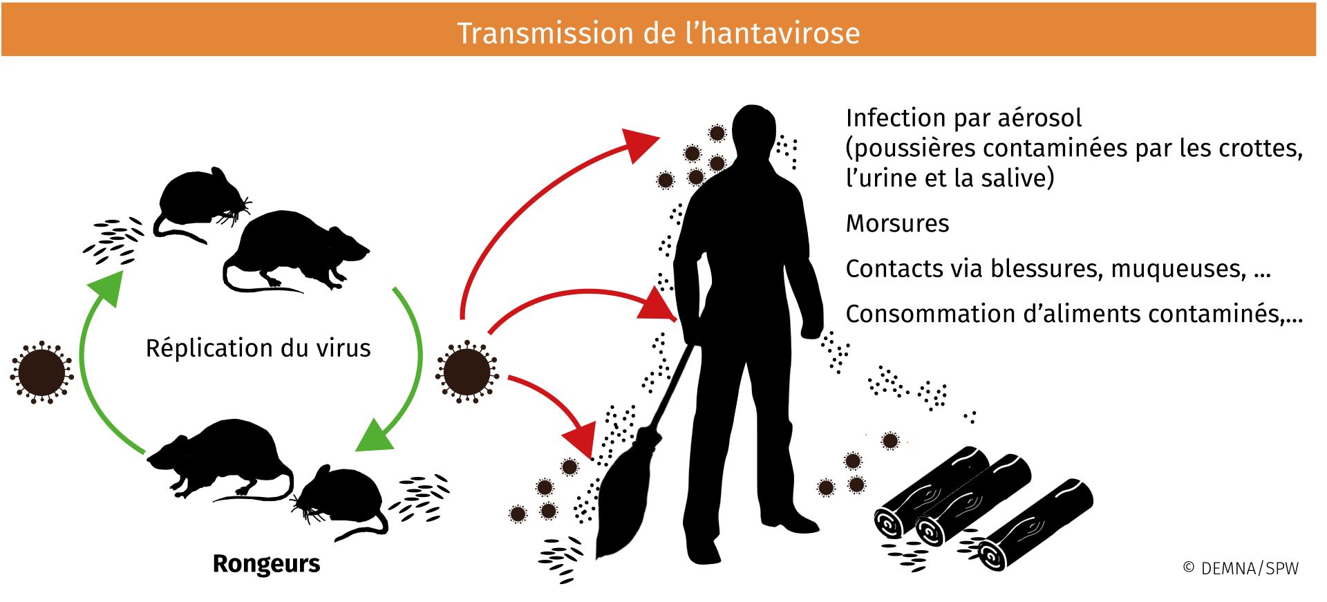 Hantavirose cycle.jpg