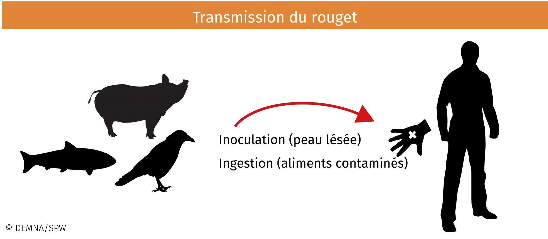 Rouget Transmission.jpg