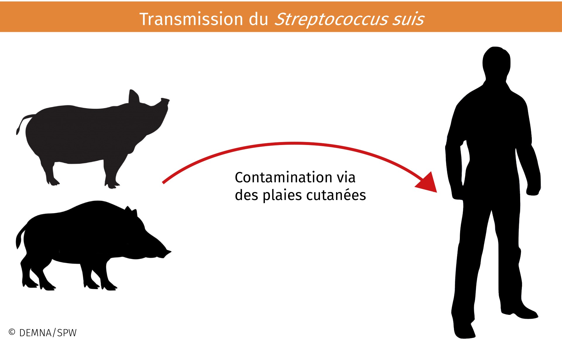 Streptococcus suis cycle.jpg