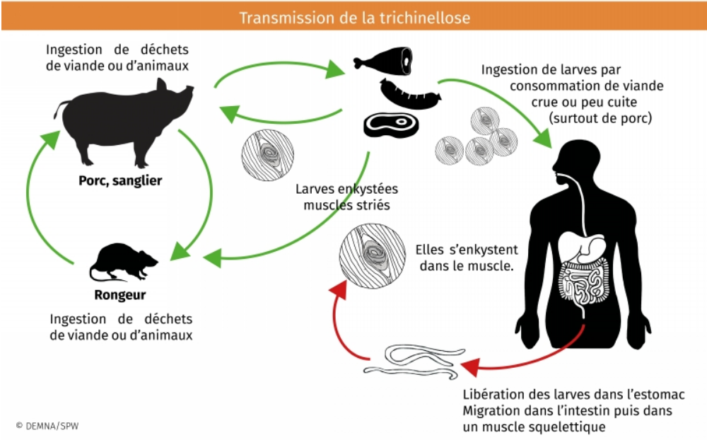 Trichinellose cycle.png