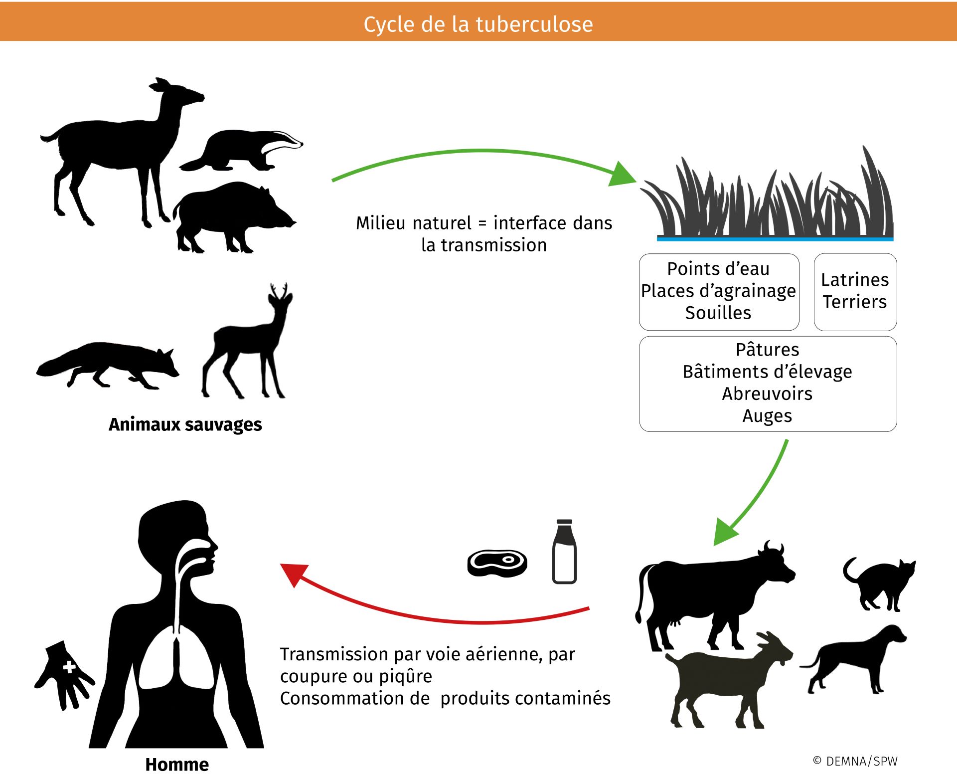 Tuberculose cycle.jpg