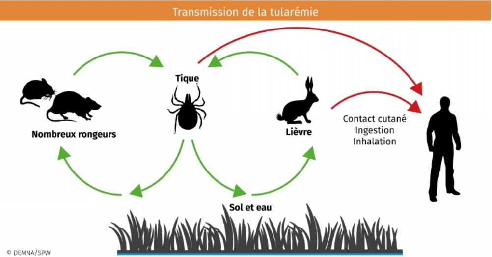 Tularémie 5.png