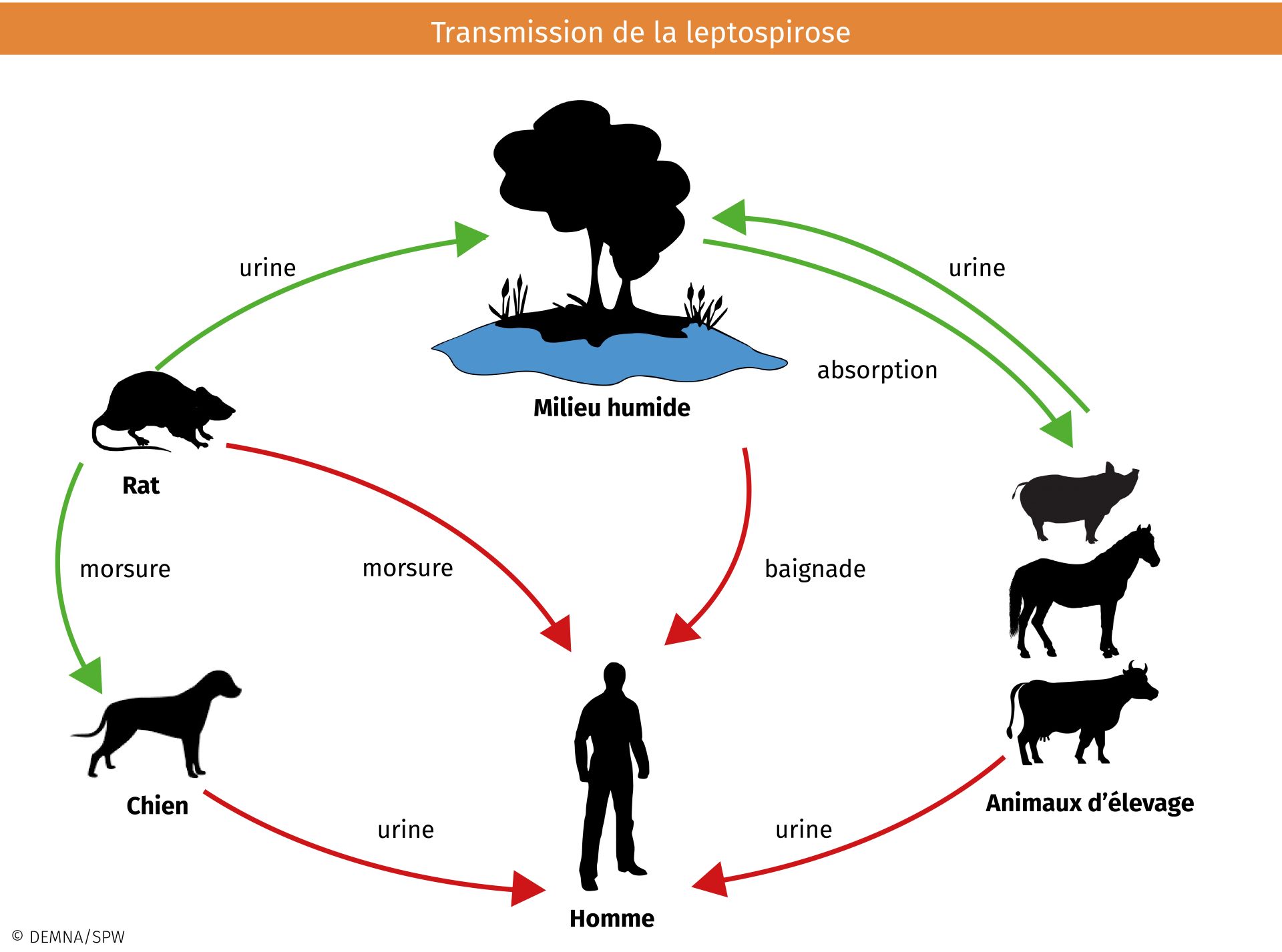 leptospirose cycle.jpg
