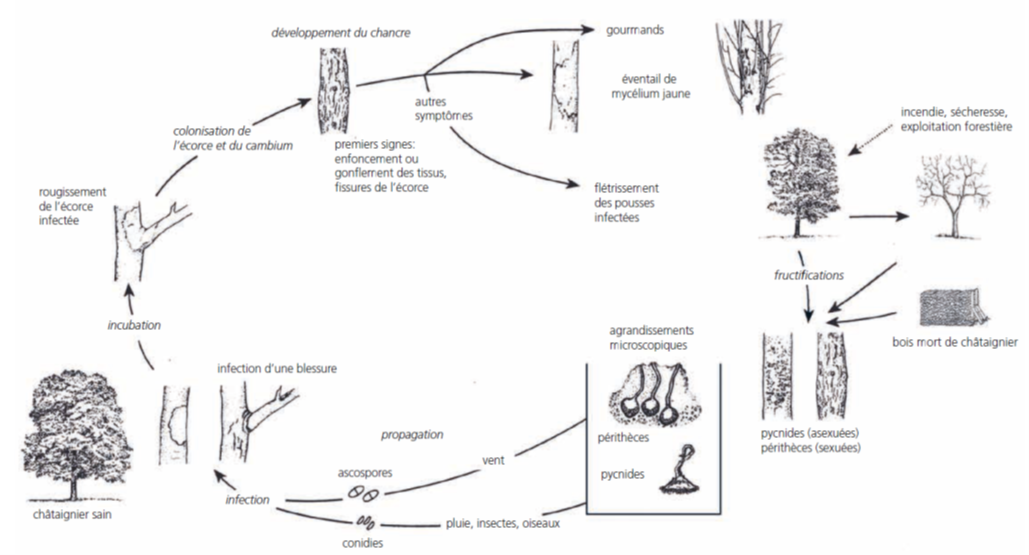 biologie_chancre_chataignier.png