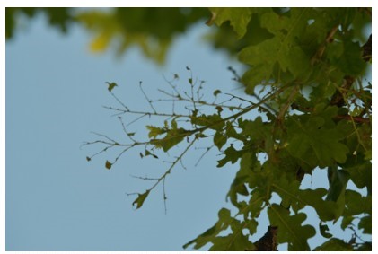 defoliation-processionnaire-chêne.jpg