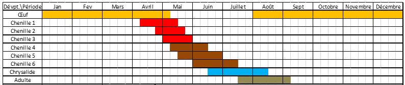 stades larvaires processionnaire.jpg