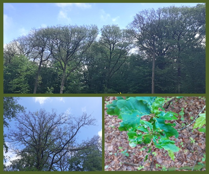 20260603_actu_sante-des-forets.jpg