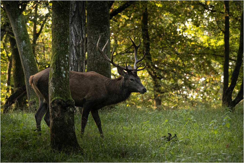 Le brame du cerf : bien plus qu'un spectacle naturel