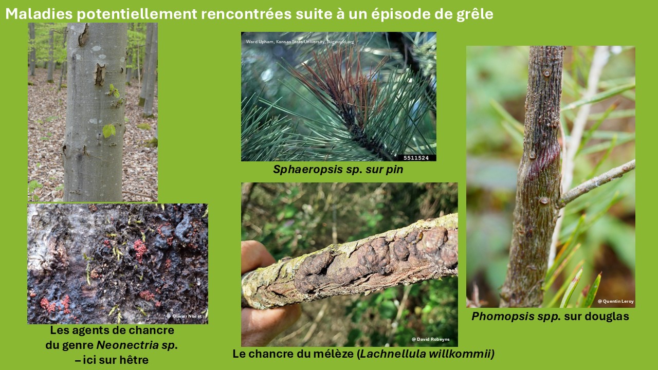 illustrations-patho-grele.jpg