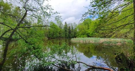 Ill. Créer plus de 1.000 hectares de réserves naturelles par an : la Wallonie atteint son objectif