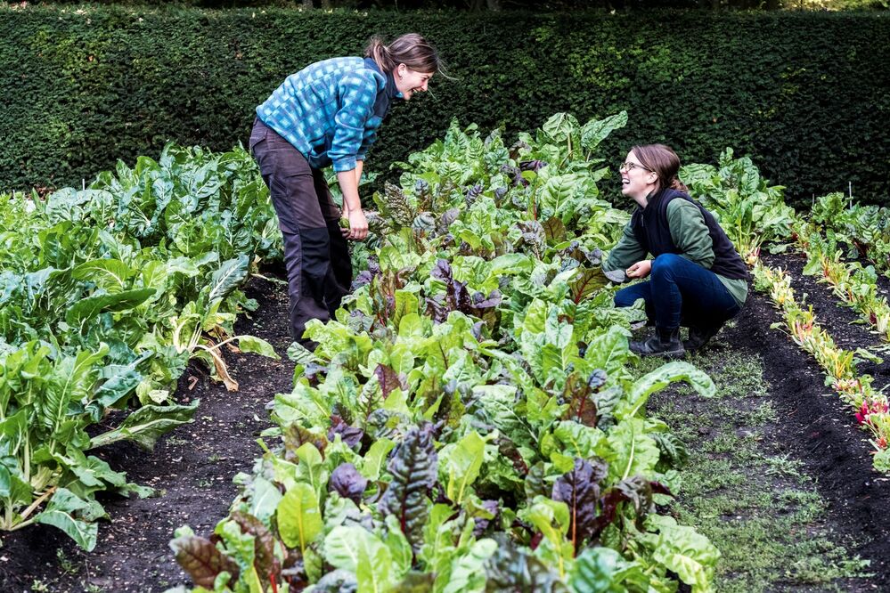 SANISOL : un outil pour évaluer les risques liés au jardinage sur un sol potentiellement pollué