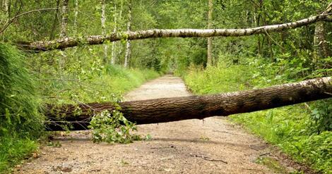 Actualité: Vents forts et pluies : évitez les forêts ce vendredi 23 octobre