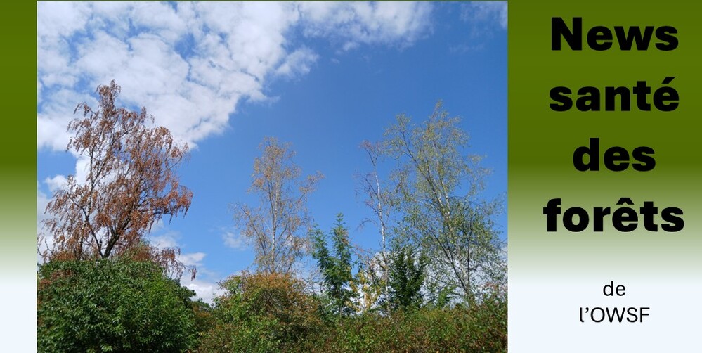 Santé des forêts : le point sur la sécheresse de l'été 2026