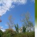 Santé des forêts : le point sur la sécheresse de l'été 2026
