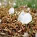 Effets de la grêle sur les peuplements forestiers