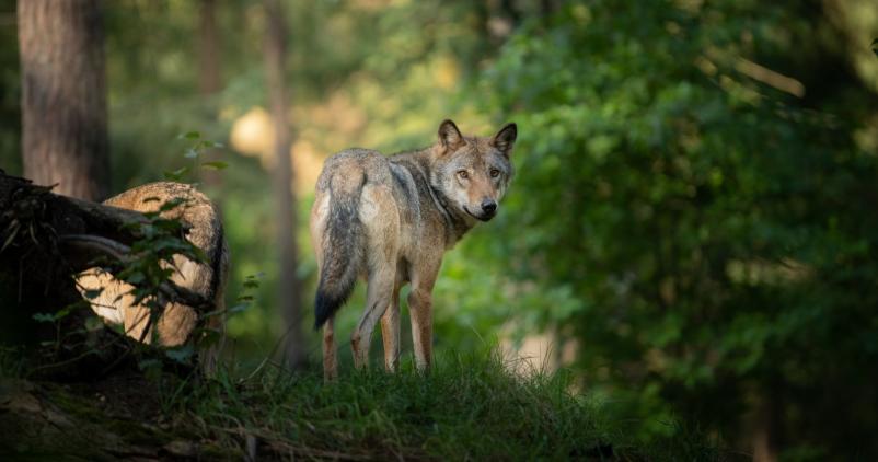 loup_adobestockcomp (002)_0.jpeg