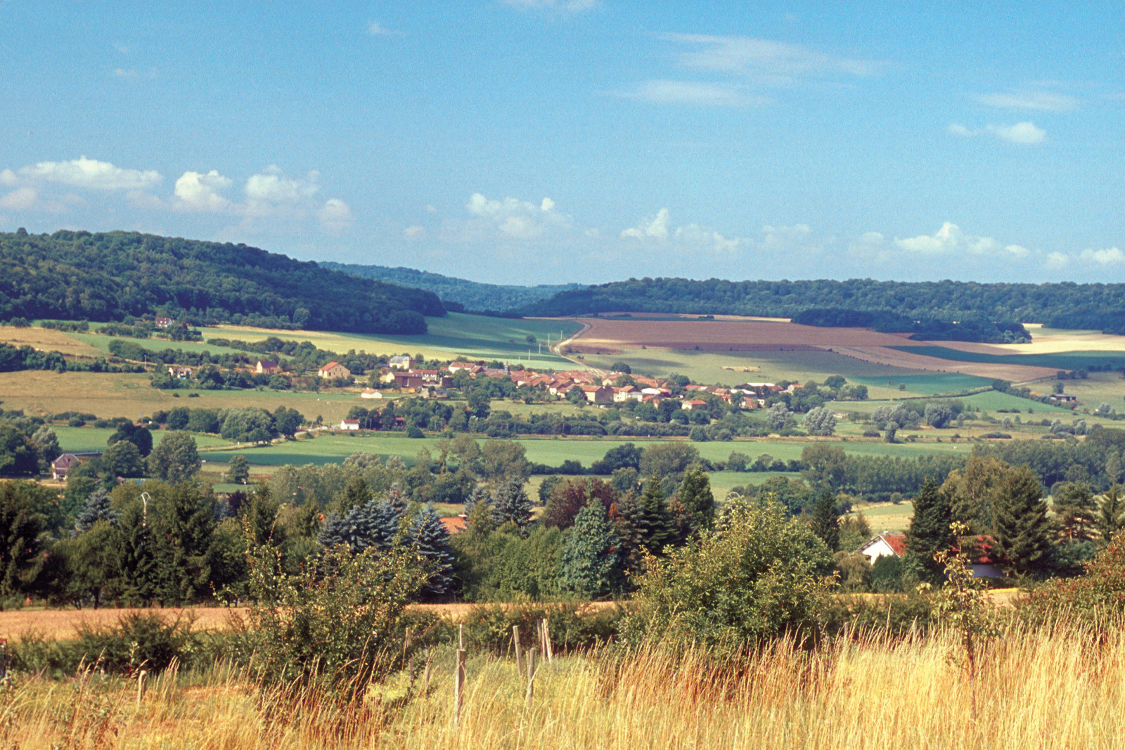 15582.JPG (Vignoble 