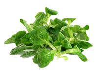 Illustration Salade de blé